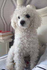 Xuehongjie ザ・セレクトン久留米 クーポン