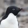 Avatar 1