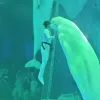 Avatar 1
