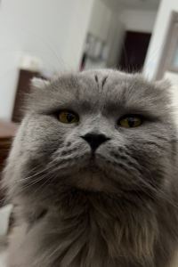 Qiluwu 成都都江堰希爾頓歡朋飯店優惠