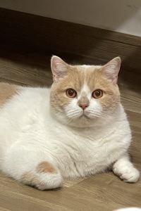 Shiafango 沖繩喜璃愈志度假村-EXES那霸優惠