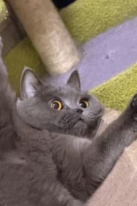 Zhamaoxiaokelezi 大理實力希爾頓酒店優惠