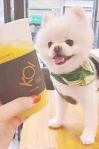 🐻qianqian008 悅享飯店（上海浦東機場店）優惠
