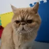 Avatar 1