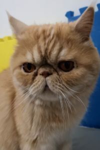 pekingwang 瑞士貝爾馬卡蒂瓦萊羅套房大飯店優惠