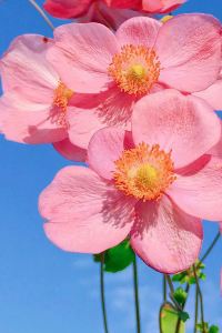 Fuguoyuanyedefeng 運城諾富特酒店優惠