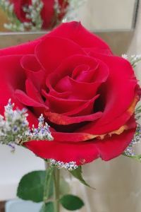 M0200**** 聖塔卡塔林那波爾圖市中心美居酒店優惠