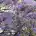 薰衣草7777777