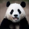 Avatar 1