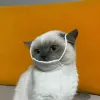Avatar 2