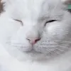 Avatar 2