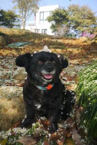 Ellaxiaojieailvxing 杜拜購物中心地標飯店優惠