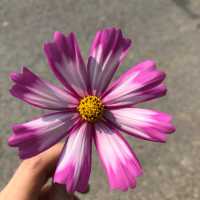 橘子味樱桃香槟