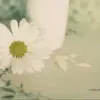 Avatar 2
