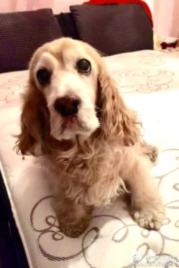 Feitiannvwudingdangmao 新加坡香格里拉聖淘沙度假村 （Staycation Approved）優惠