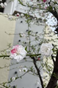 Wuyuedefeng2023 芸汐飯店（青島膠東國際機場）優惠