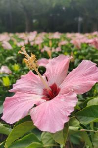 M305113**** 陽山金楓葉酒店優惠