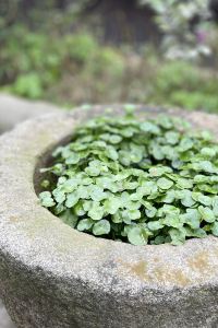 M41478**** スターゲイトホテル関西エアポート クーポン