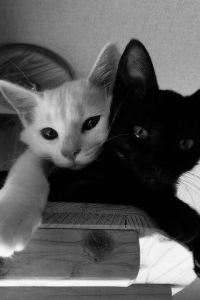 Yangatuo_ 超級飯店 東京龜戶優惠