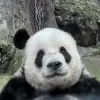 Avatar 1