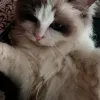 Avatar 3