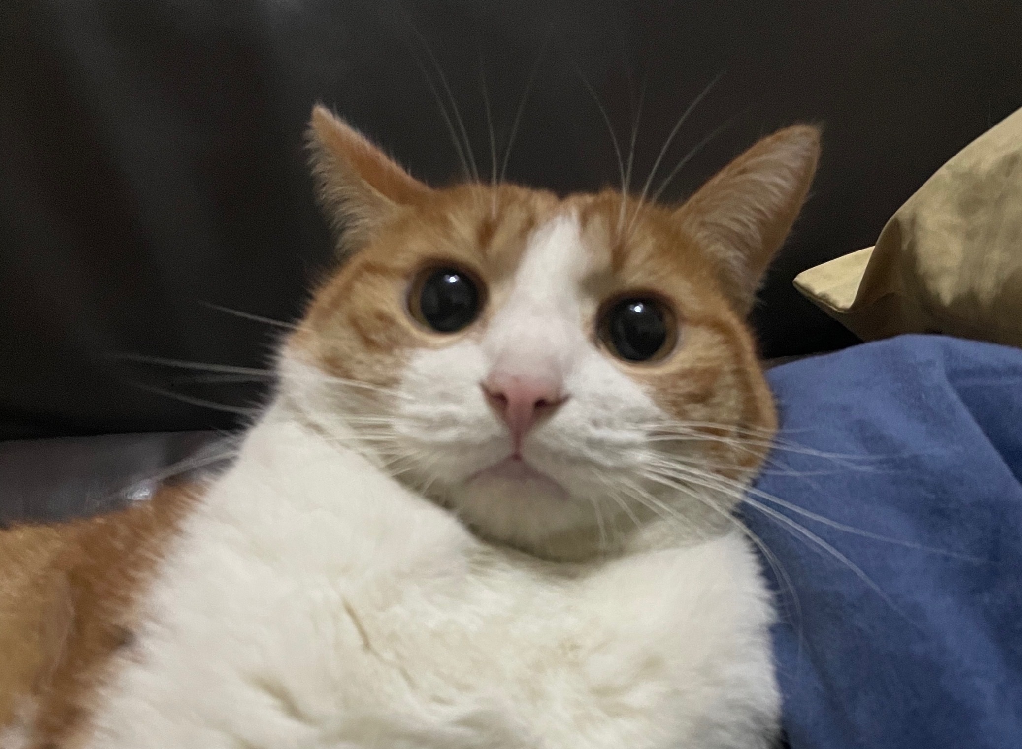 head-img