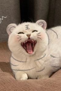 Dorothymiaohong 京都站前大和ROYNET酒店優惠