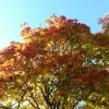 Avatar 1