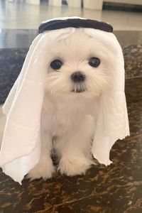 Huanghundidi 亞特蘭斯轟趴別墅酒店（汕尾保利金町灣店）優惠