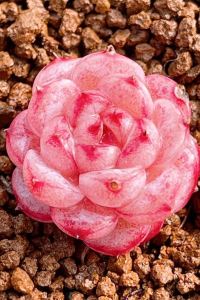 Yimengpenglai。 廈門Baisman海景飯店（世茂雙子塔店）優惠