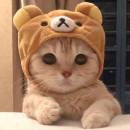 Wanfengchishenme