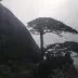 柔实先生