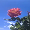 Avatar 1