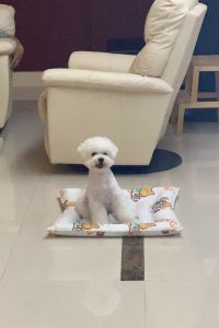 Yalian2021 今　ふたたびの　ときめきへ　　粋松亭 クーポン