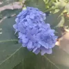 Avatar 3