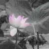 Avatar 1