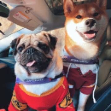 FengkuangdezhuRebecca