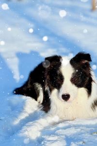 Icexiaoyi 塞拉亞酒店優惠