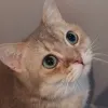 Avatar 1