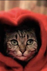 lw1118 杭州西溪喜來登度假大飯店優惠