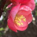 Mengruxiahuazhicanlan