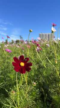 北方格桑花🌸