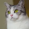 Avatar 1