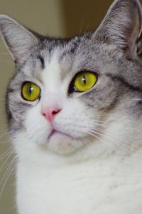 seawolf85 スターゲイトホテル関西エアポート クーポン