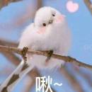 訪客用戶