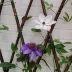 撒了撒了米