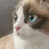 Avatar 2