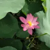 Avatar 1