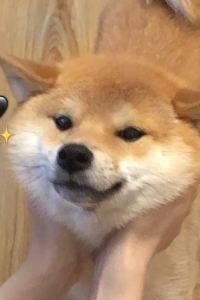 리뷰어
