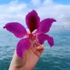 Avatar 3